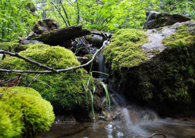 water softly trickling through mossy boulders