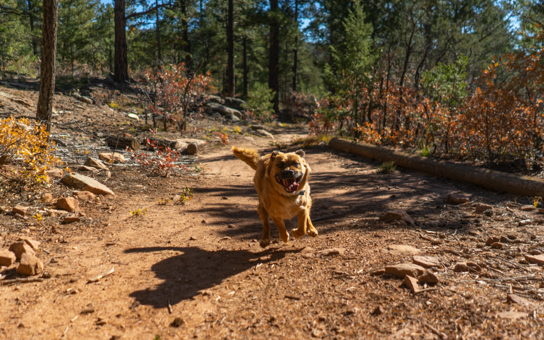 Off-Leash Leadership: Creating Stronger and More Passionate Followers