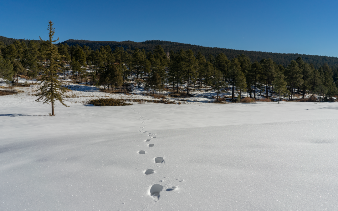 Finding Strength and Purpose in the Journey: Devotion Part 4