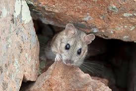 Bushy-tailed woodrat