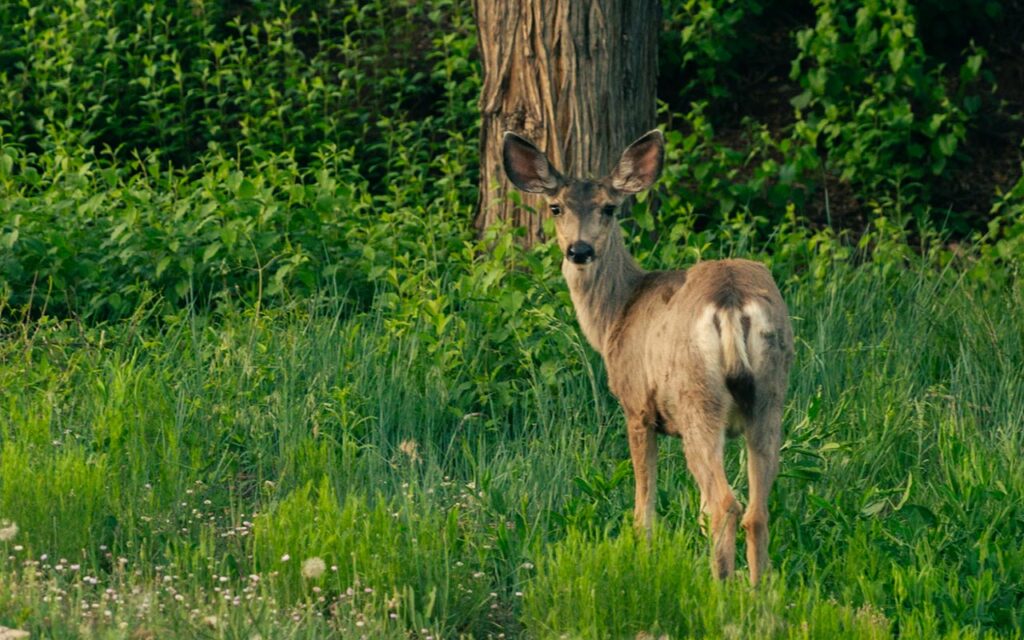 Enjoy Nature