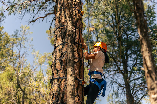 Arbor Climb